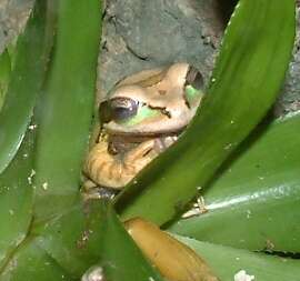 Image of Blue-spotted Mexican Treefrog