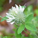 Sivun Trifolium pignantii Fauche & Chaub. kuva