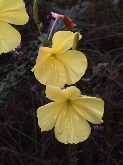 Oenothera heterophylla Spach的圖片