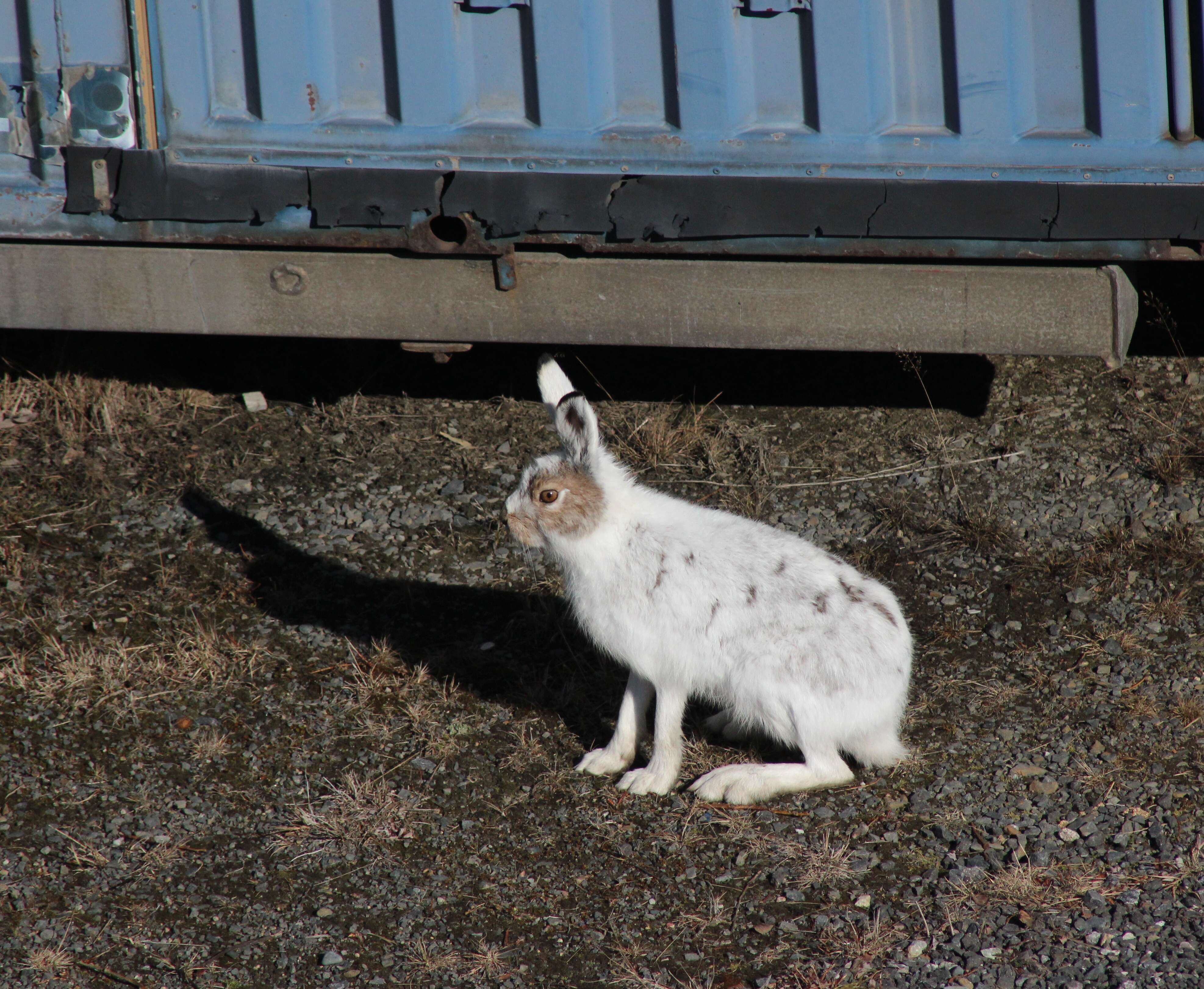 Image of Arctic Hare