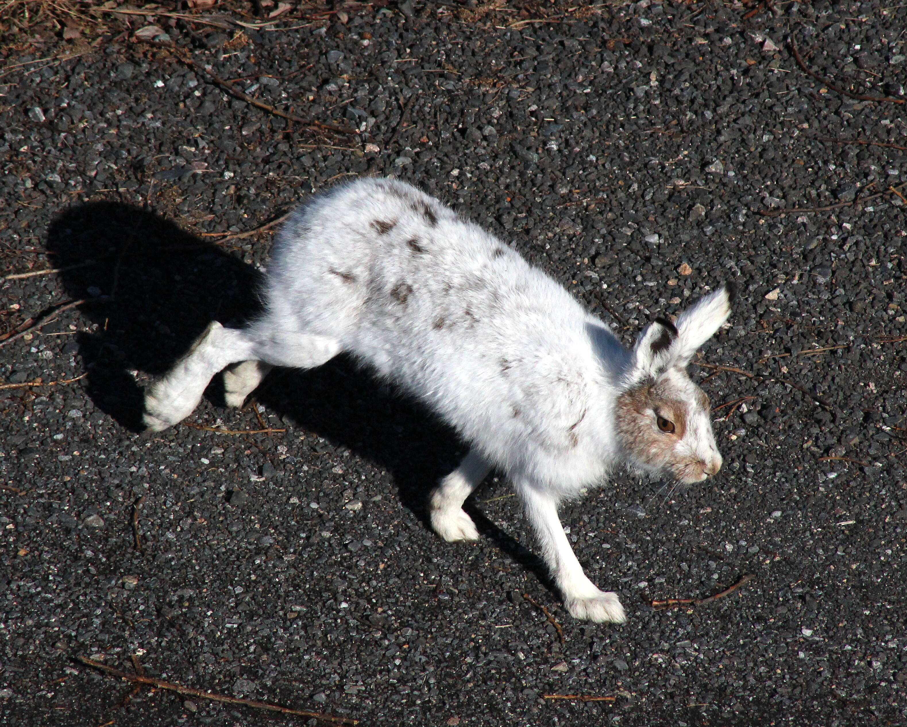 Image of rabbits and hares