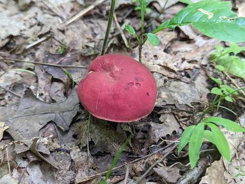 Image of Boletus roodyi B. Ortiz, D. P. Lewis & Both 2009