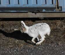 Image of Arctic Hare