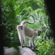 Image of Tana River Crested Mangabey