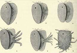 Image of CRuMs