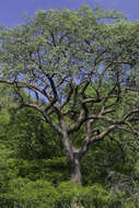 Image of Bursera lancifolia (Schltdl.) Engl.