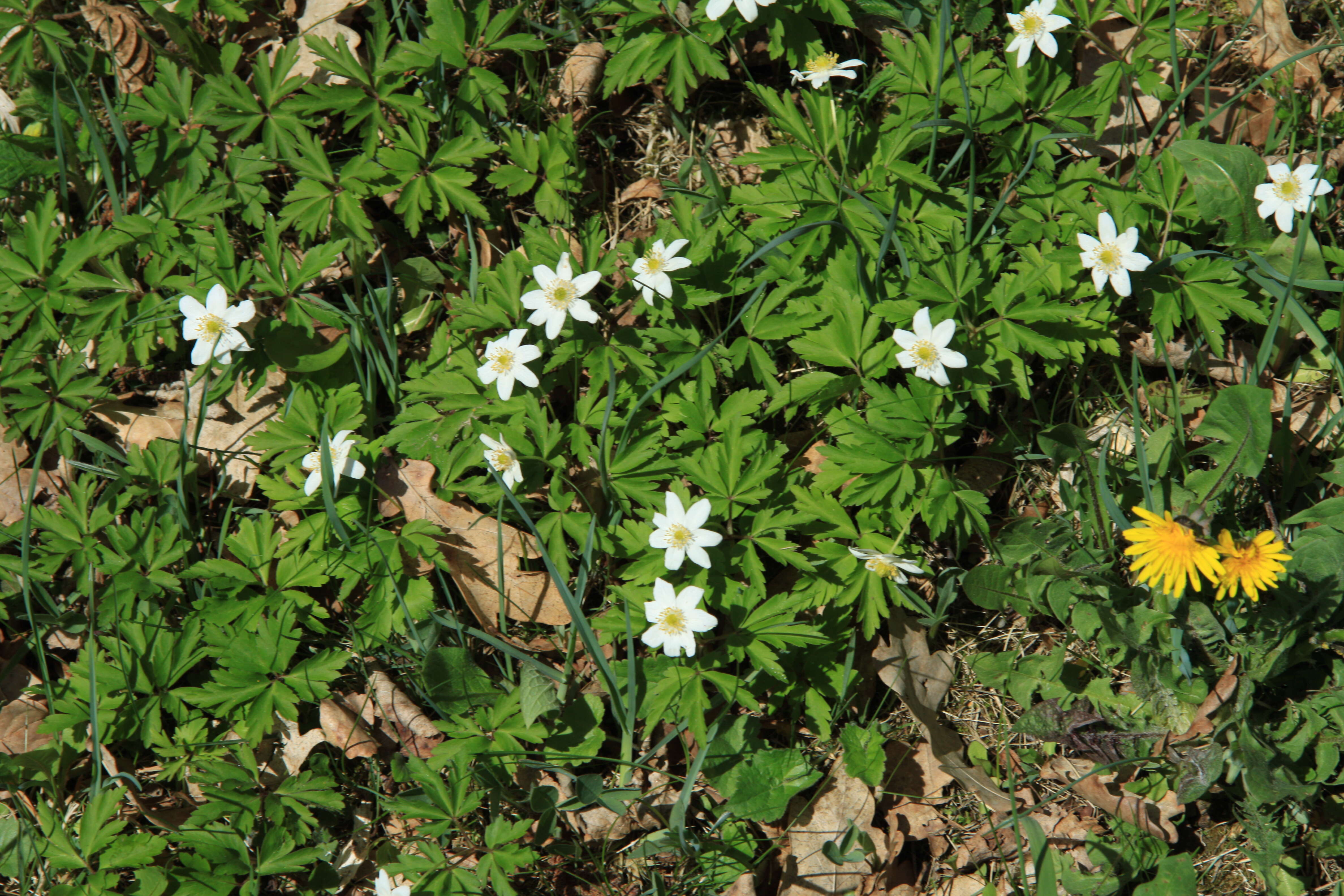 Imagem de Anemone nemorosa L.