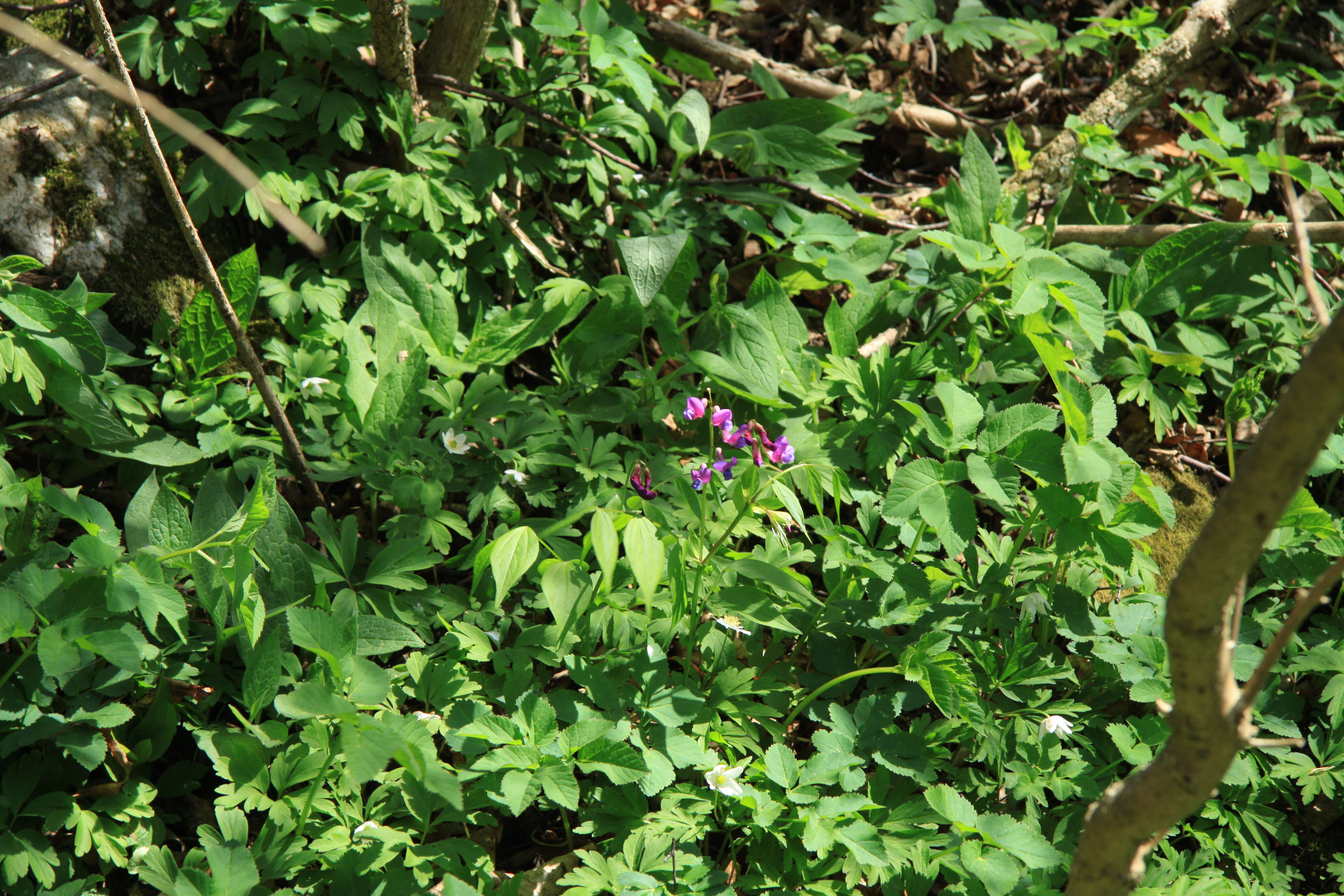 Image of spring pea