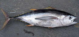 Image of Bigeye Tuna
