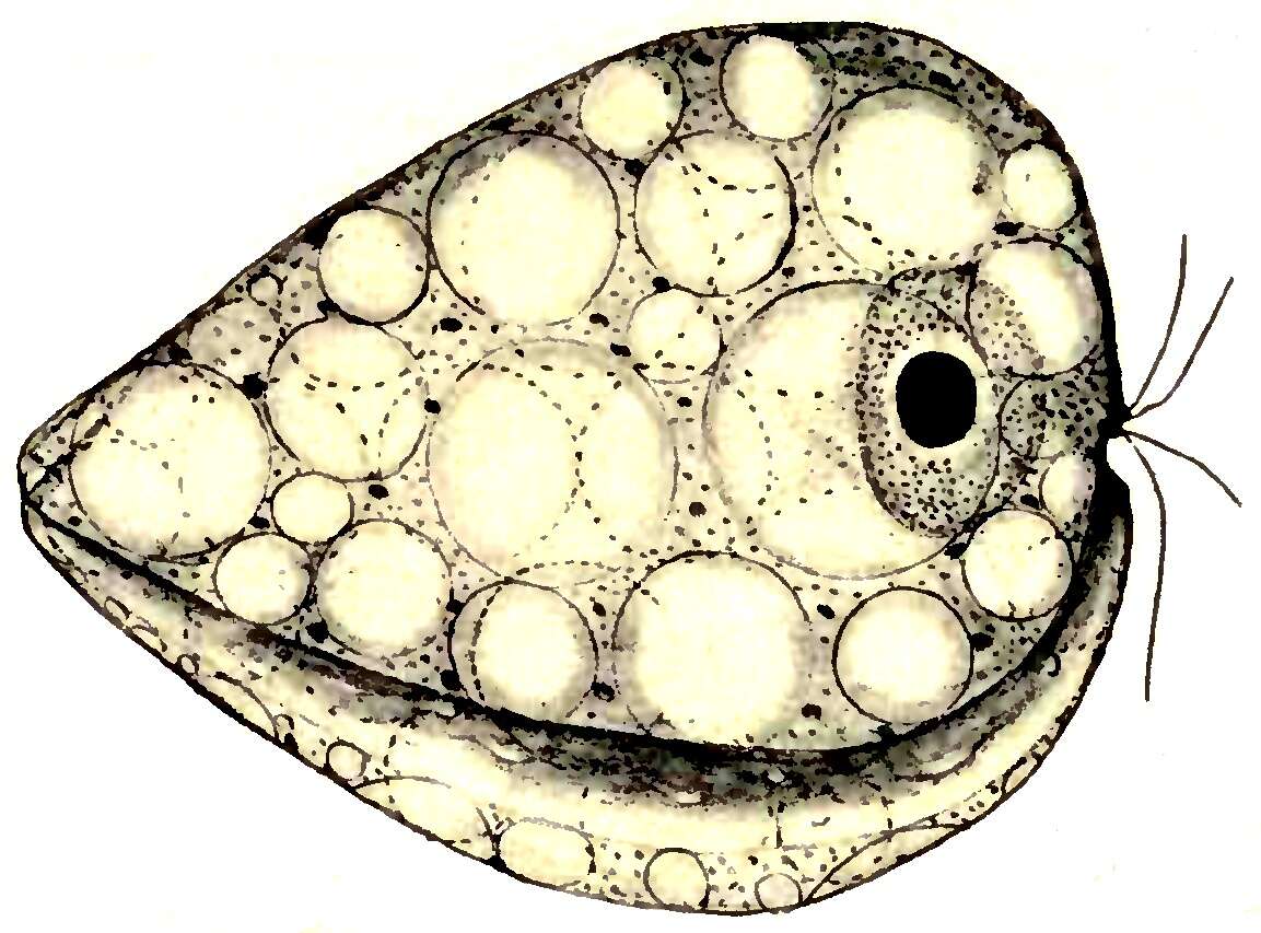 Image of Collodictyonidae