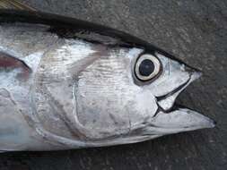 Image of Bigeye Tuna