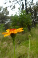 Image of Adenophyllum cancellatum (Cass.) Kuntze