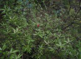 Image of Leucopogon fasciculatus