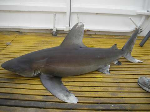 Image of Oceanic Whitetip Shark