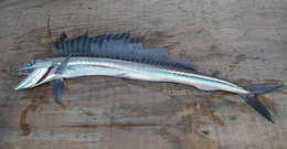 Image of lancetfishes