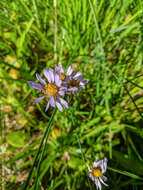 Imagem de Oreostemma alpigenum var. andersonii (A. Gray) G. L. Nesom