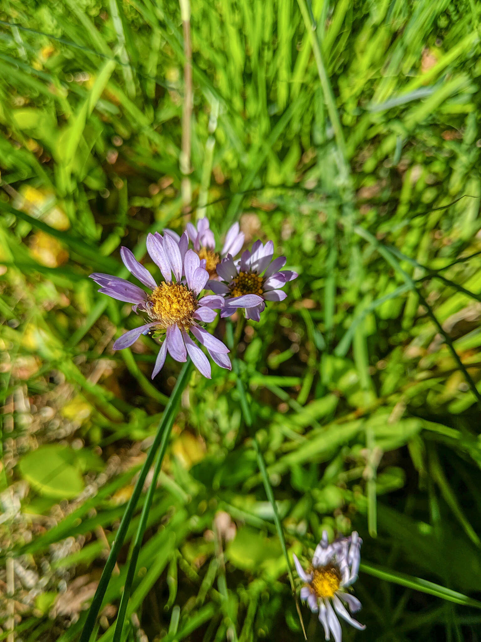 Image of tundra aster