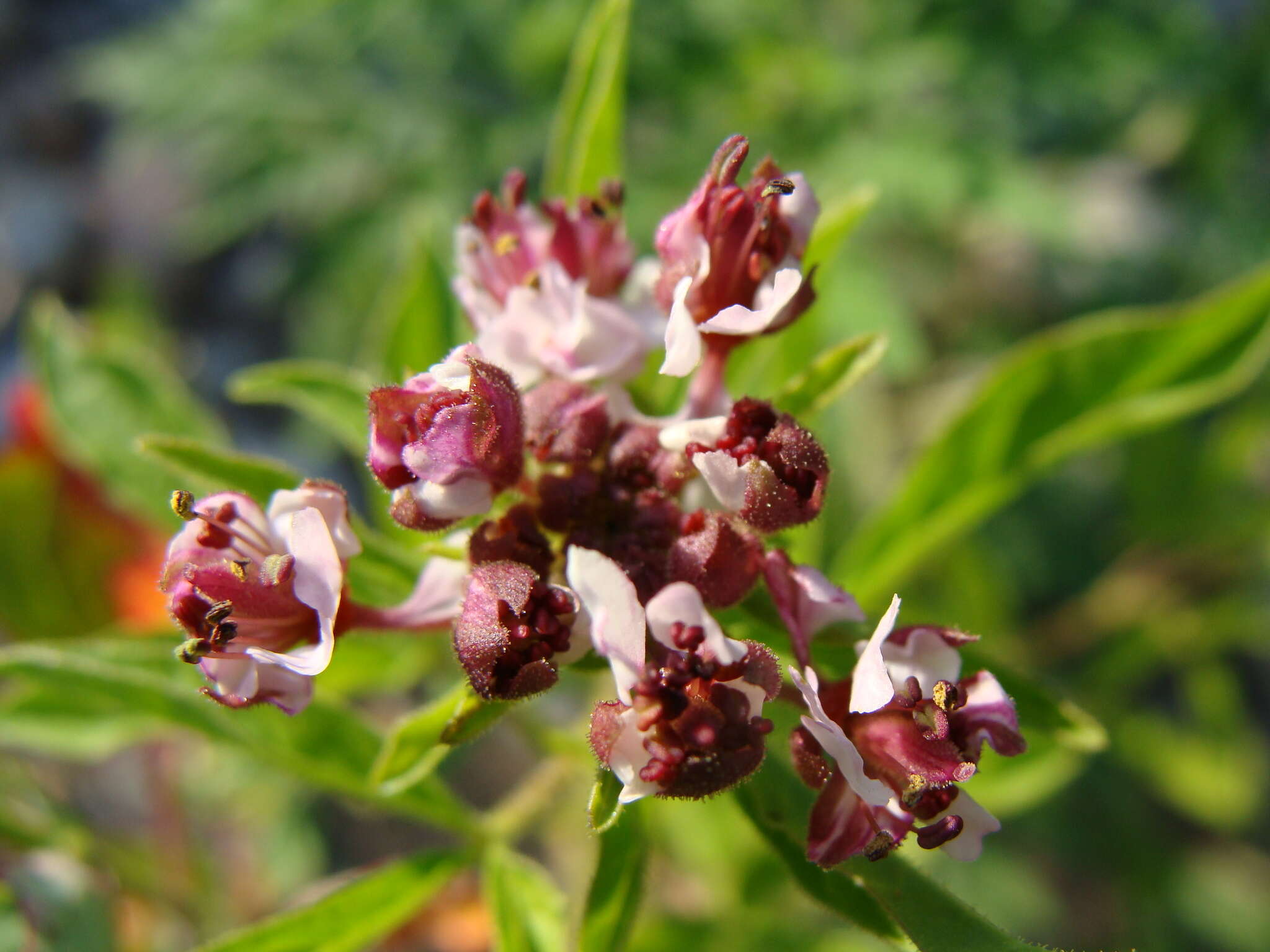 Imagem de Polanisia dodecandra subsp. dodecandra