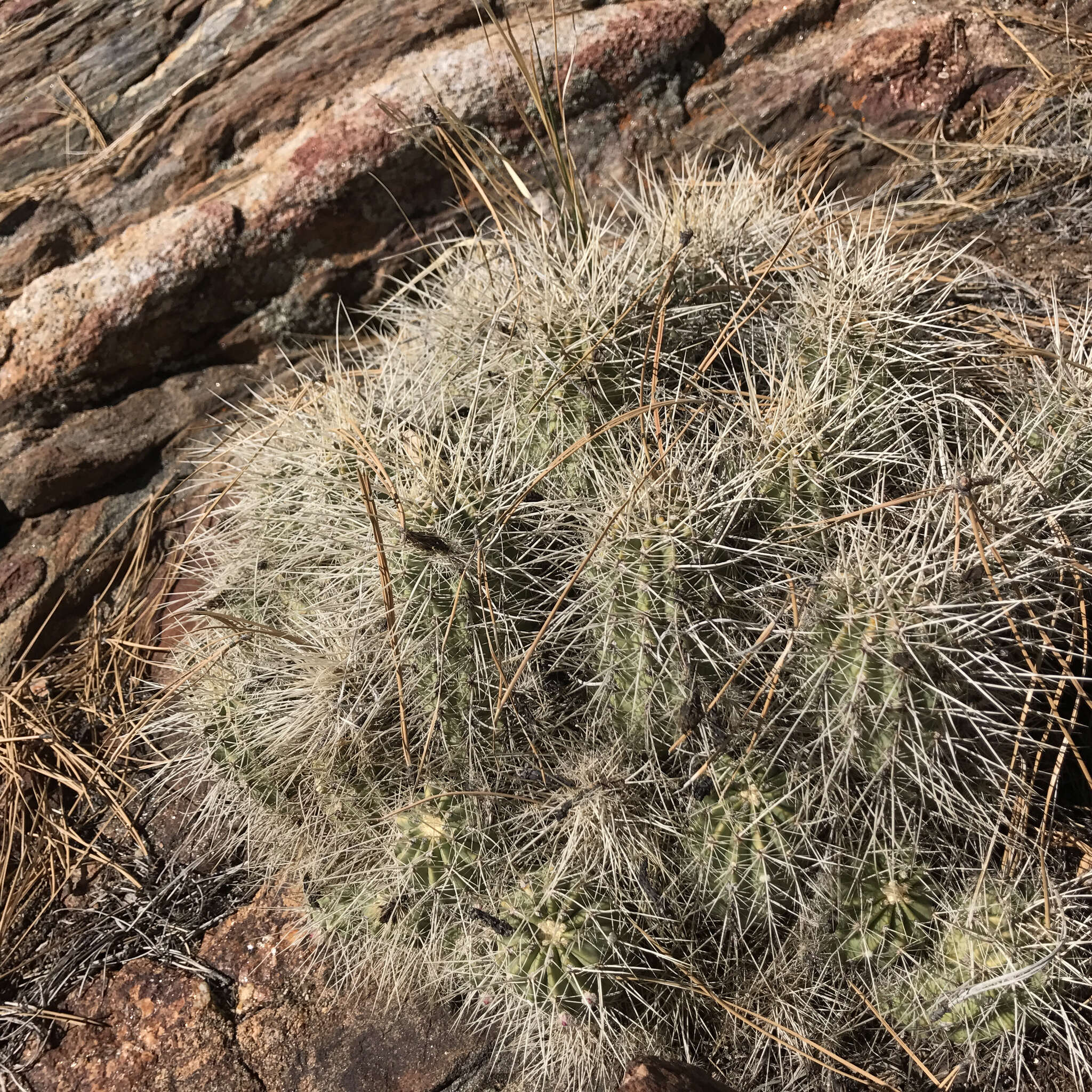 Image of Echinocereus pacificus subsp. mombergerianus