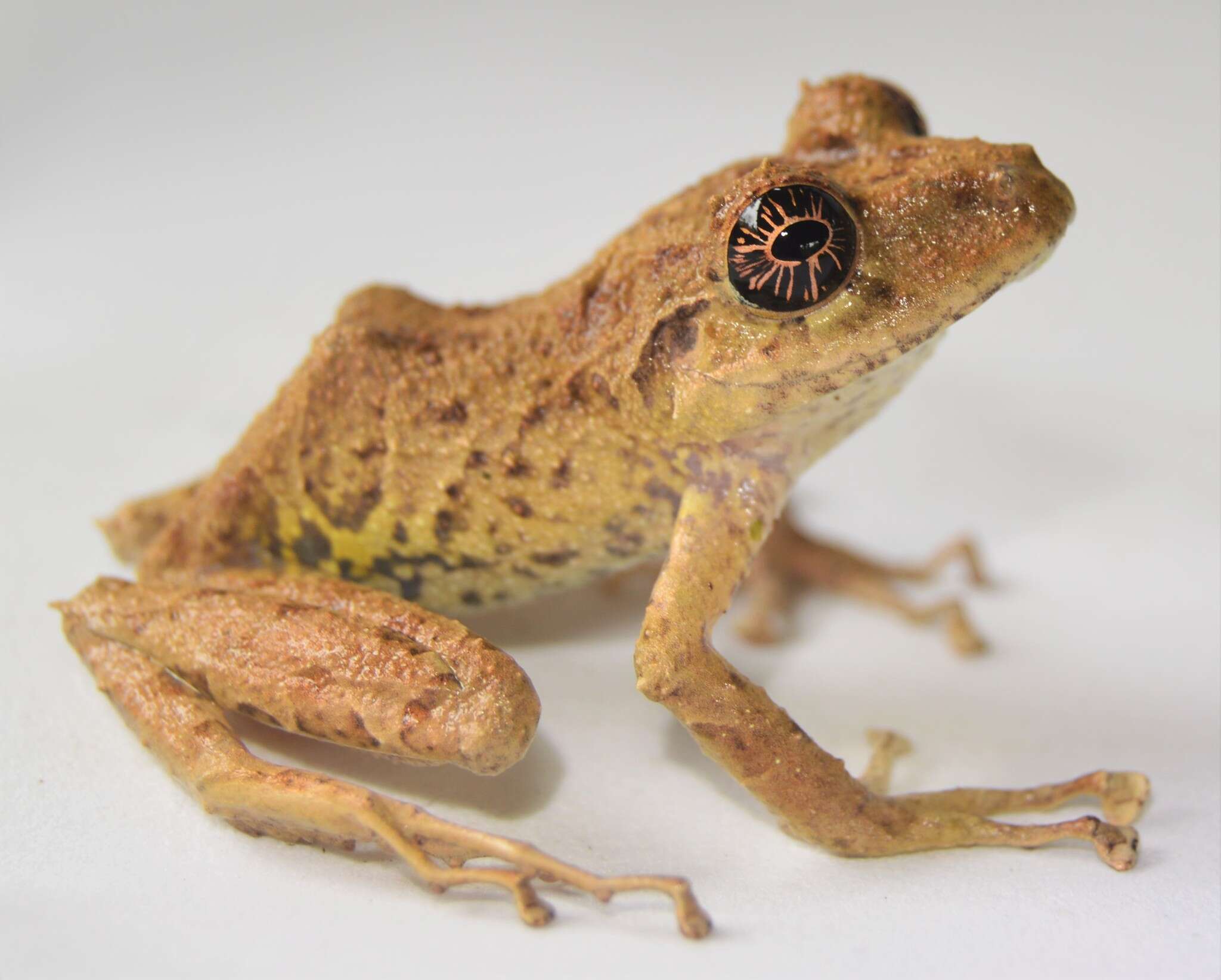 Image of Pristimantis muricatus (Lynch & Miyata 1980)