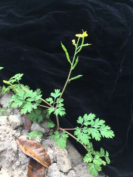 Image of smallflower fumewort