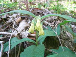 Слика од Symphytum tuberosum L.