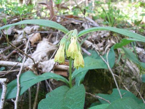 Слика од Symphytum tuberosum L.