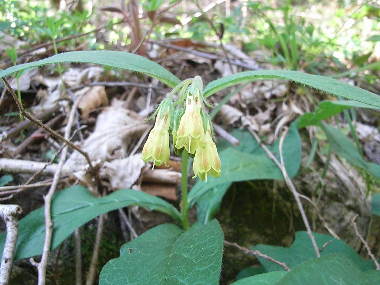 Plancia ëd Symphytum tuberosum L.