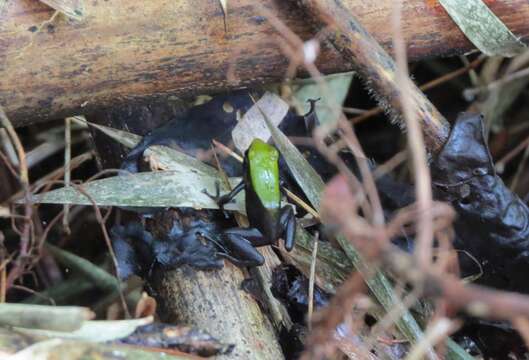 Image of Arboreal Mantella