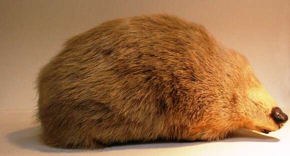 Image of giant golden mole