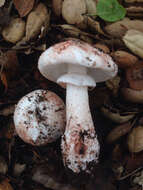 Image of Amanita novinupta Tulloss & J. Lindgr. 1994