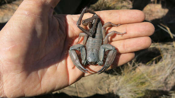 Image of Flat rock scorpion