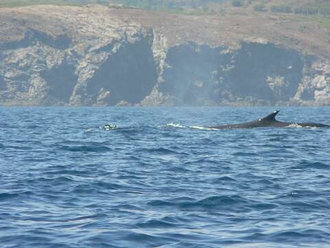 Image of Common Rorqual