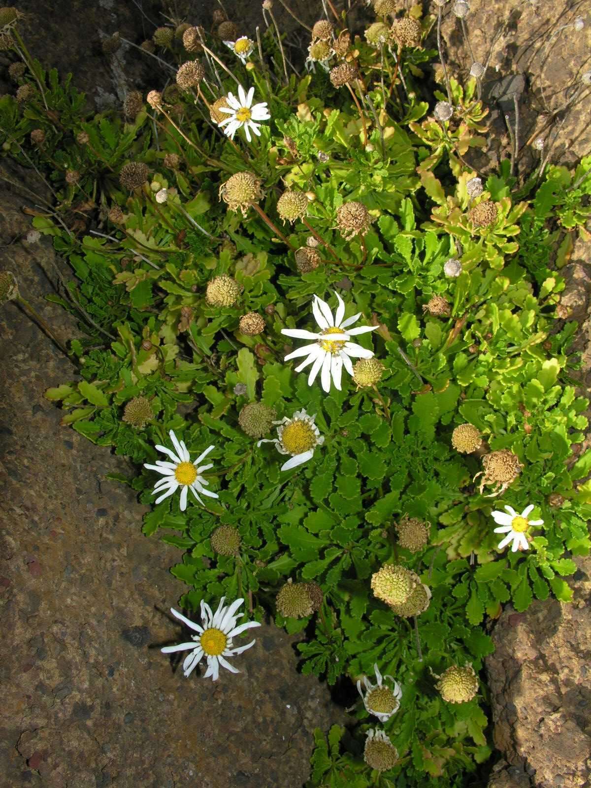 Image of Argyranthemum pinnatifidum subsp. succulentum (Lowe) Humphr.