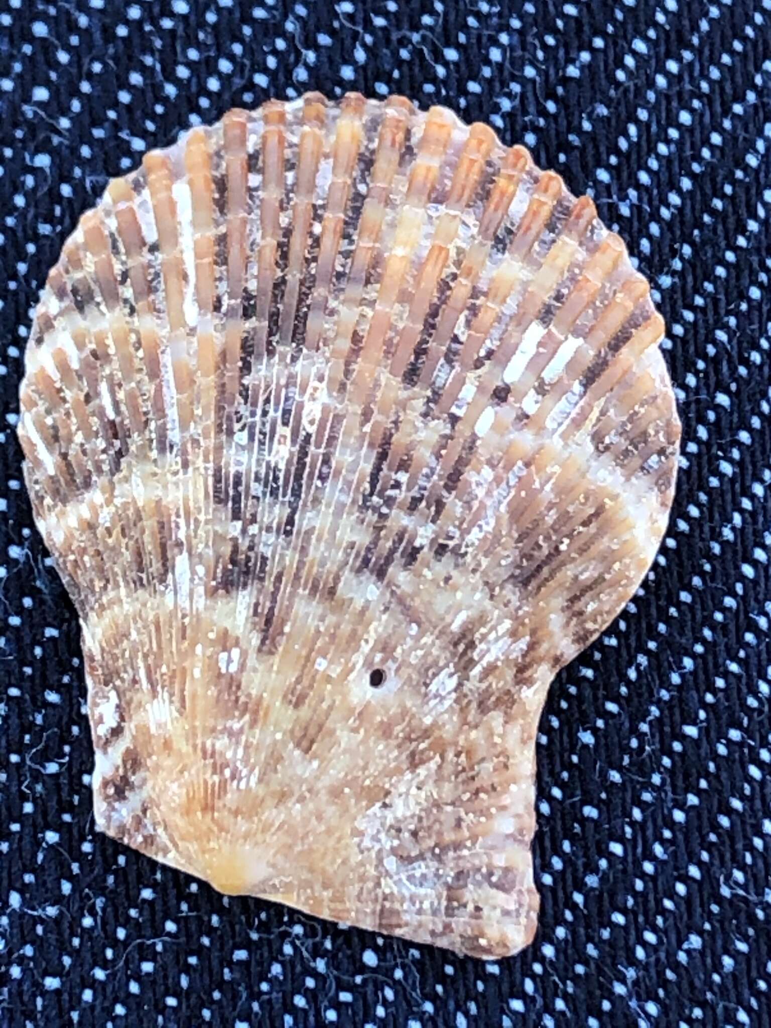 Image of variegated scallop