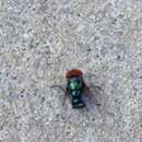 Image of Blow fly