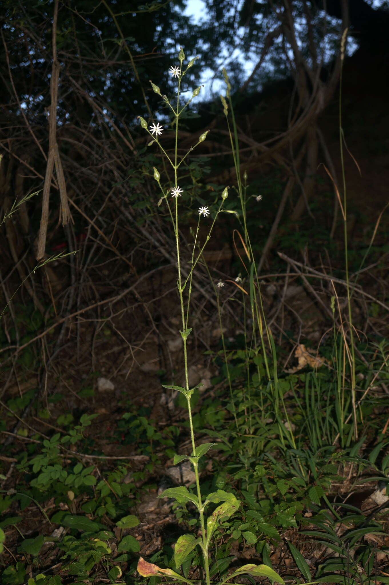 Image of Silene viridiflora L.