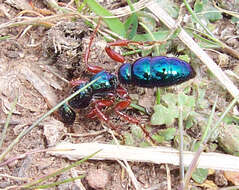 Image of Blue ant