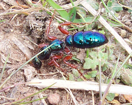 Image of Blue ant