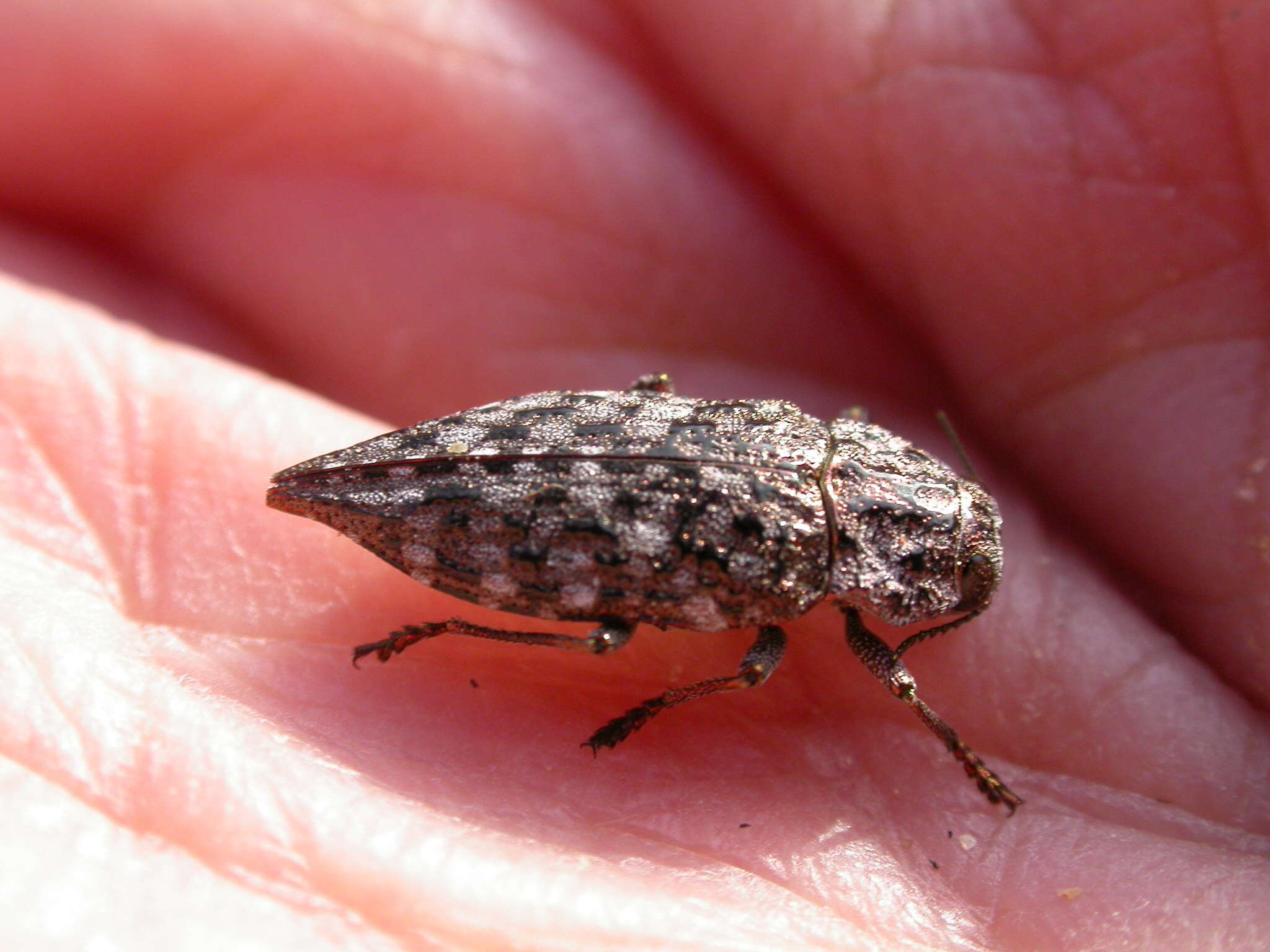 Image of Flatheaded Conifer Borer