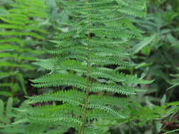 Image of Marsh Fern