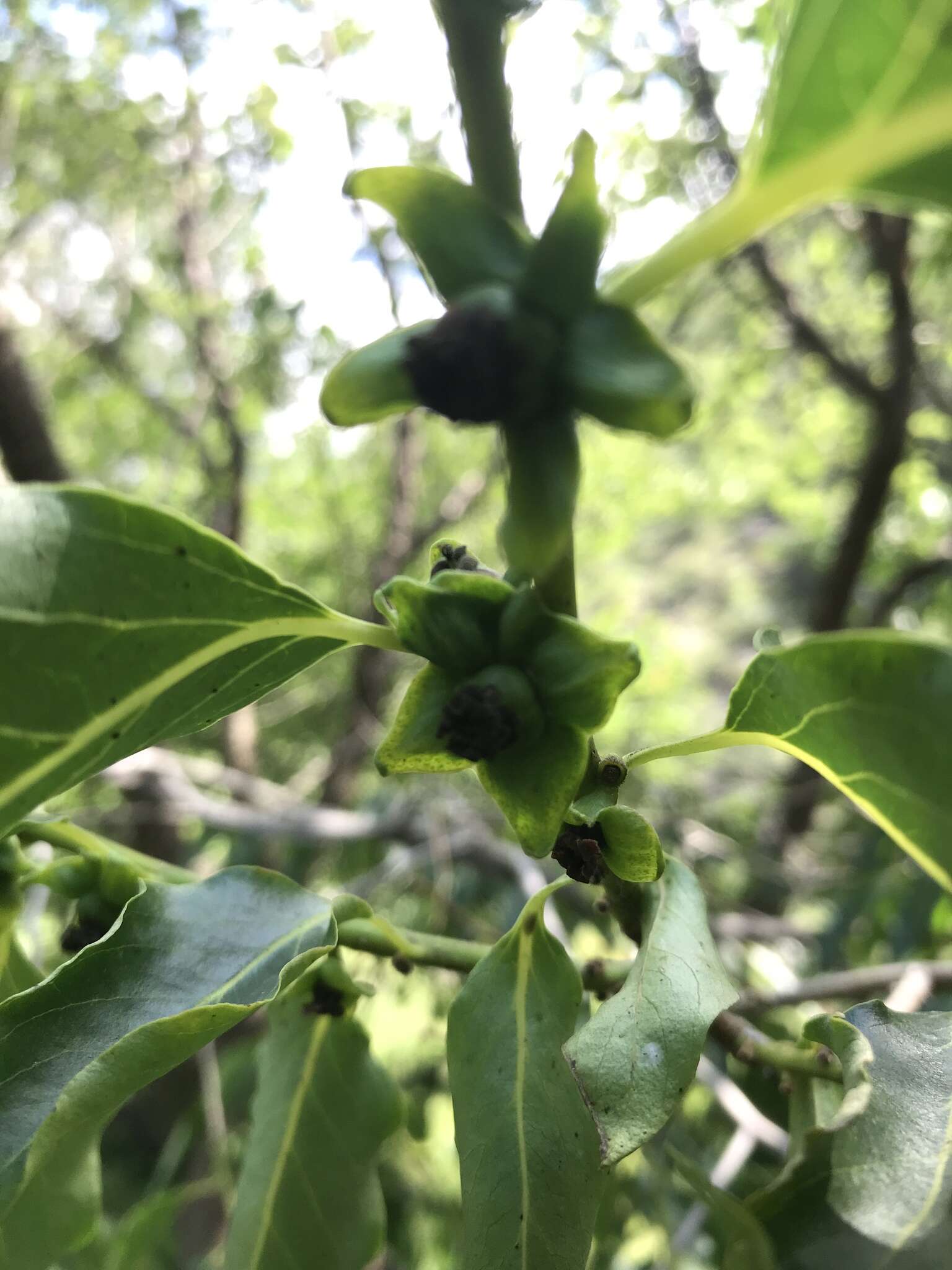 Image of date plum