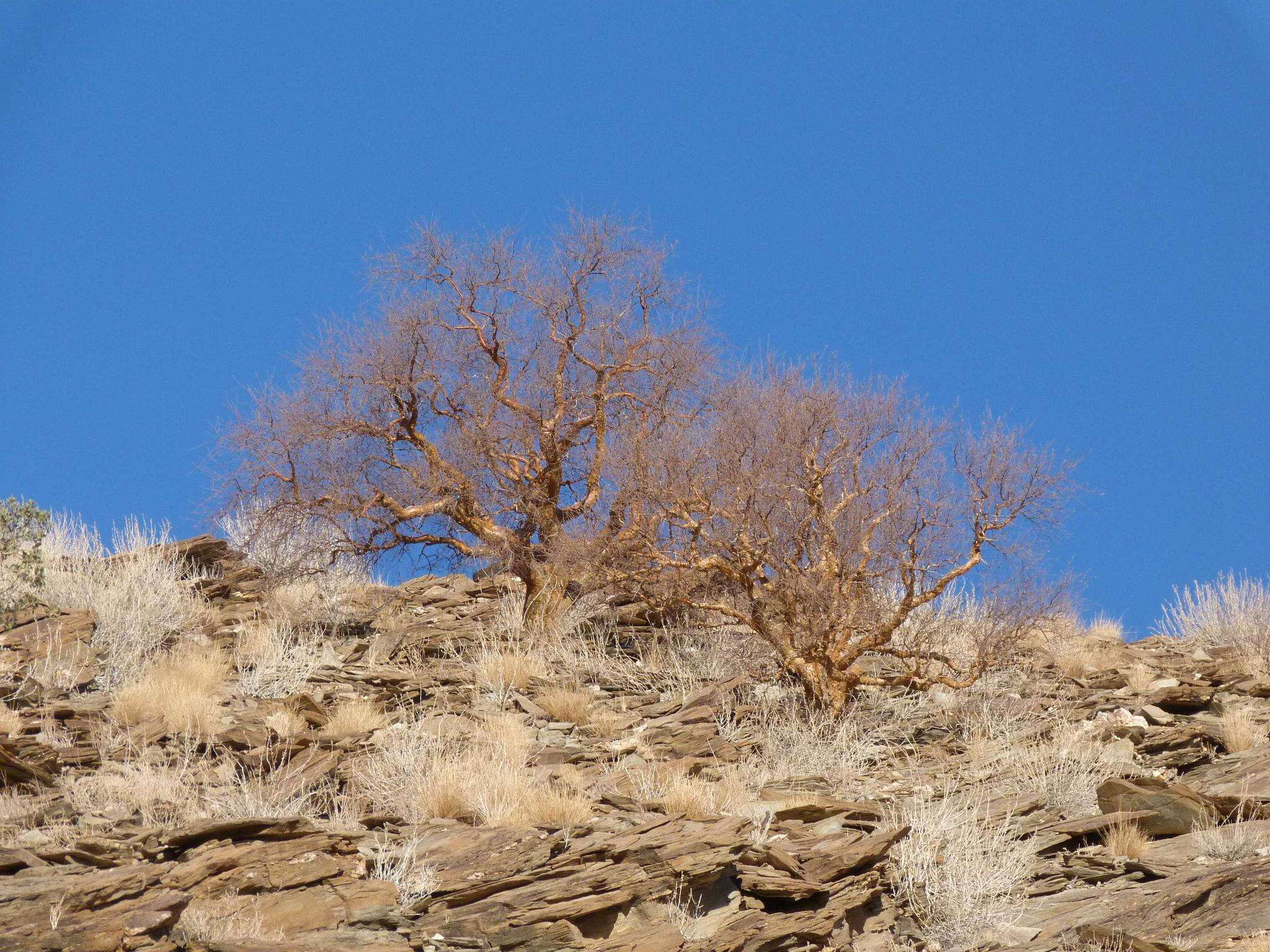 Imagem de Commiphora glaucescens Engl.