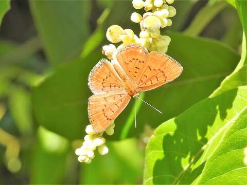 Image of <i>Synargis galena</i>