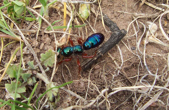 Image of Blue ant