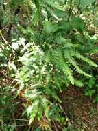 Image of maidenhair creeper