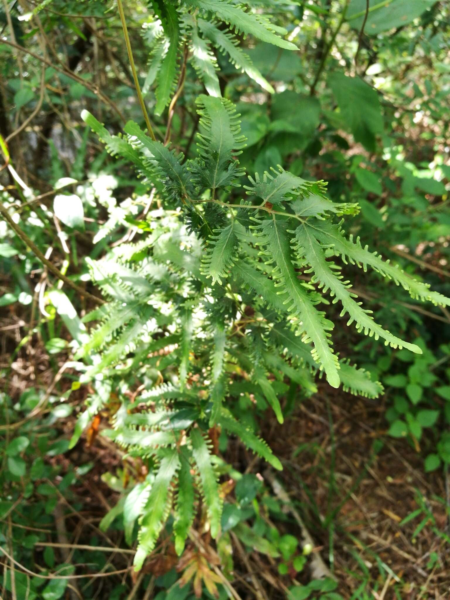 Image of maidenhair creeper