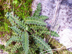 Plancia ëd Asplenium ceterach L.