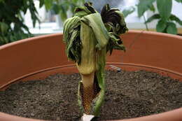 Amorphophallus titanum (Becc.) Becc. resmi