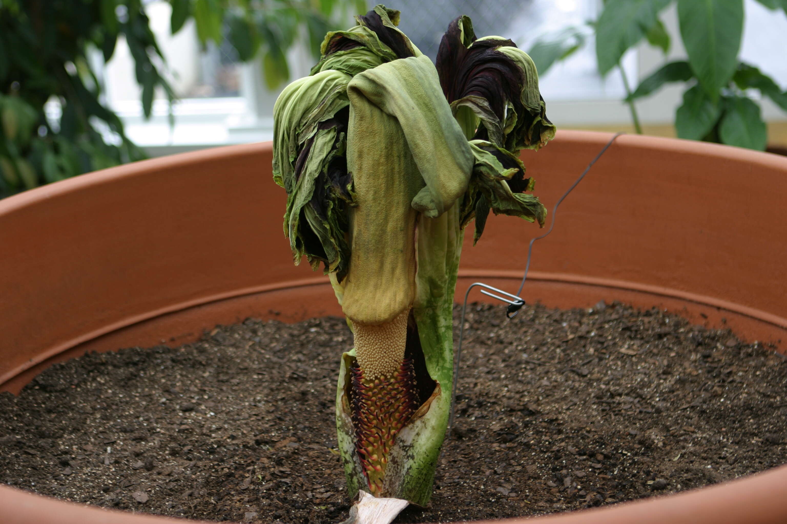 Image of Titan arum